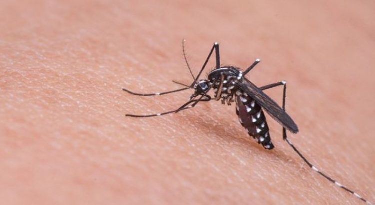 Ponen atención en casos de dengue en el estado