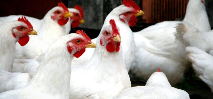 Guanajuato blindará sus fronteras por brote de gripe aviar