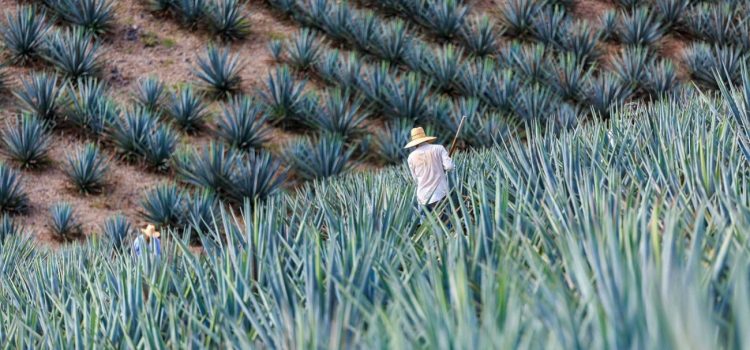 Sector agave tequila busca mantener certificación ARA