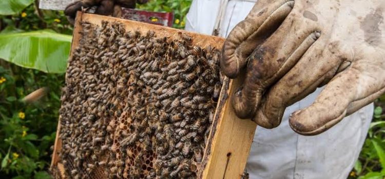 Fortalecen en el Estado la actividad apícola en Áreas Naturales Protegidas