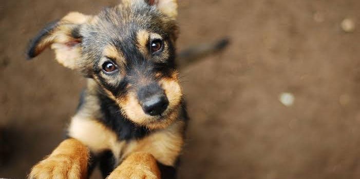 Con programa CREA adoptan 84 perros en Celaya