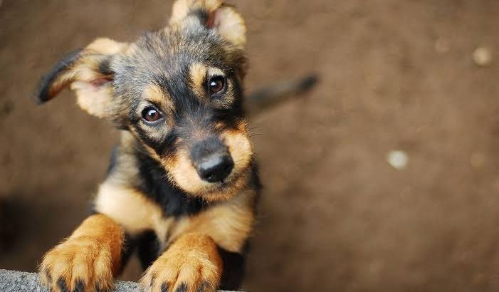 Con programa CREA adoptan 84 perros en Celaya