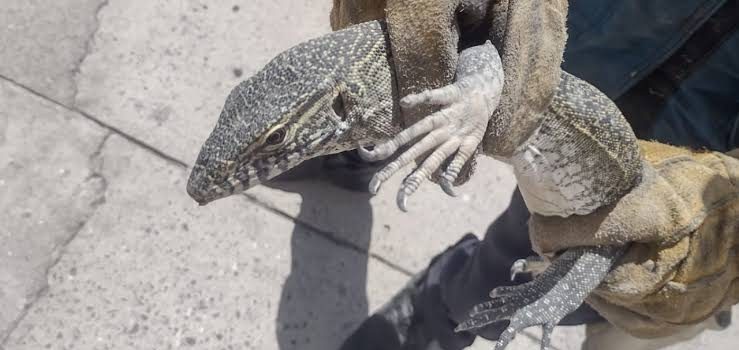 Capturan a dragón de komodo en Celaya