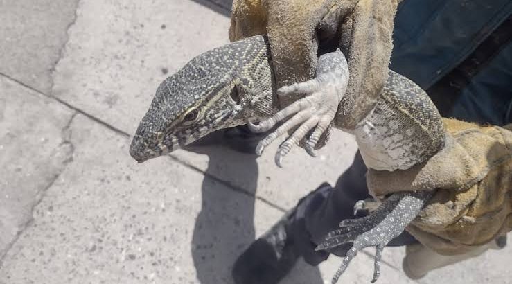 Capturan a dragón de komodo en Celaya