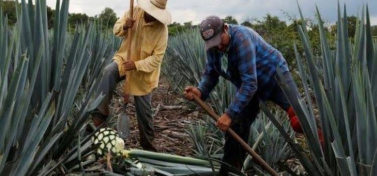 Incrementa producción de agave en Guanajuato