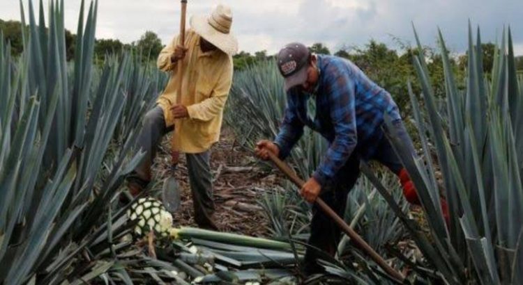 Incrementa producción de agave en Guanajuato