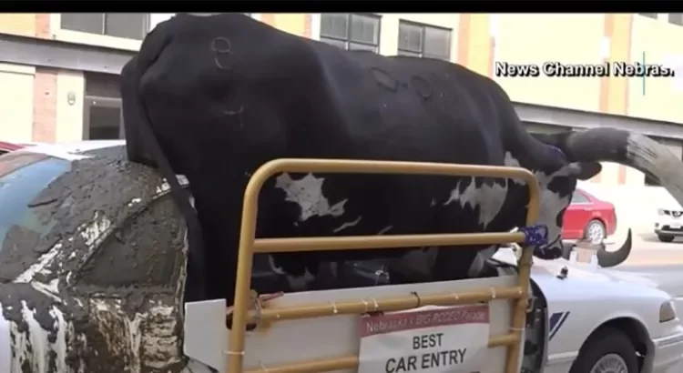 Lo infraccionaron por pasear … un toro en el auto