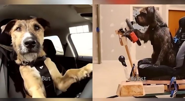 ¡Perritos al volante! La increíble academia que enseña a los canes a conducir