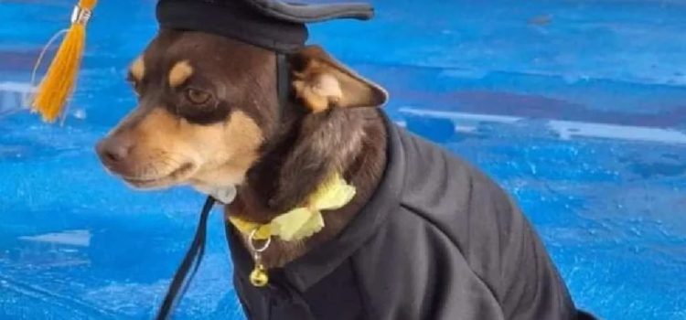 ‘Canelo’, perrito callejero de Guanajuato se gradúa con honores del Cecyteg