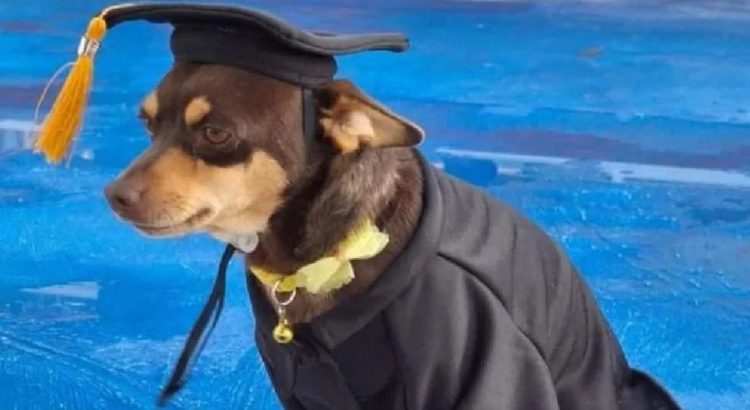 ‘Canelo’, perrito callejero de Guanajuato se gradúa con honores del Cecyteg