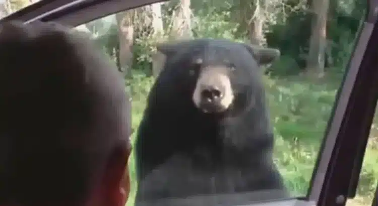 Se disfrazaron de oso para destruir sus autos y cobrar el seguro