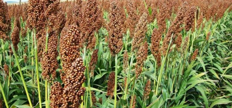 Crisis agrícola en Guanajuato: Altas temperaturas y vientos fuertes afectan cosechas de sorgo