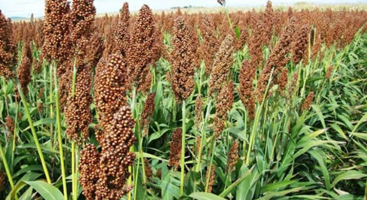 Crisis agrícola en Guanajuato: Altas temperaturas y vientos fuertes afectan cosechas de sorgo