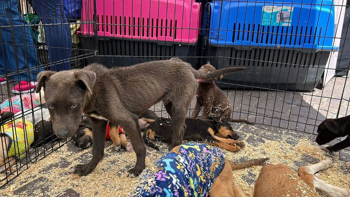 Guanajuato busca tener un padrón de animales de compañía, se estima llegue a los 80 mil registros