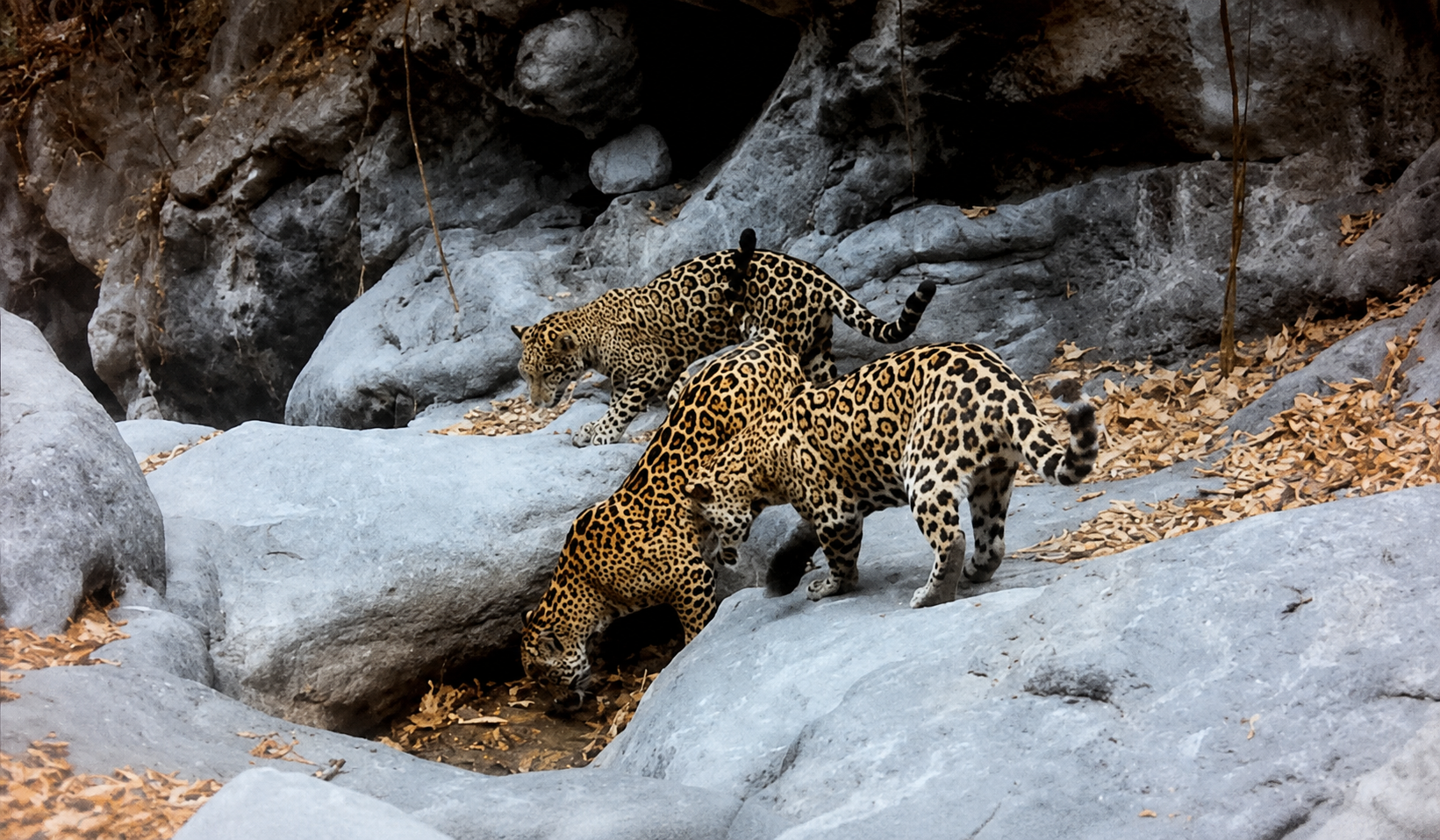 Una madre y dos crías de jaguar son registrados en la Sierra Gorda de Guanajuato