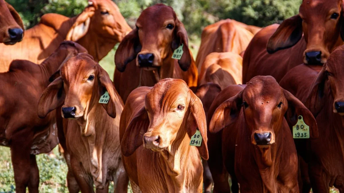 EU reanuda importación de ganado mexicano